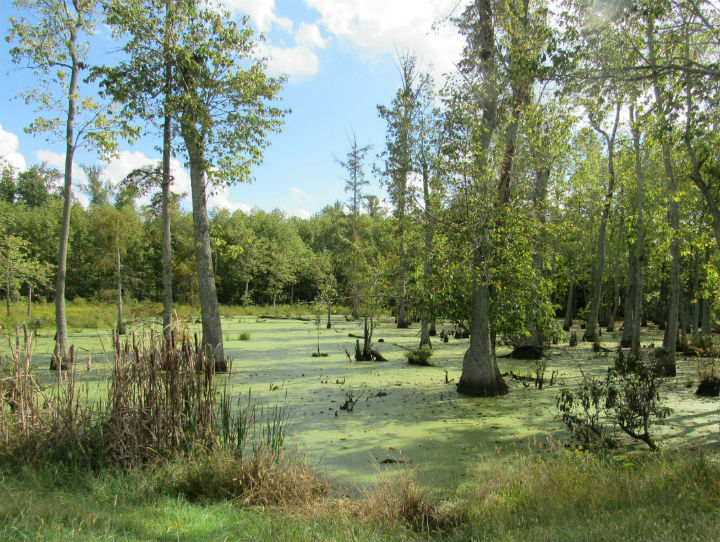 Cypress Swamp